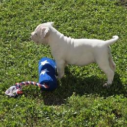 Macaron - White male American Bulldog puppy in Three Rivers, Michigan from Jemms Kennels