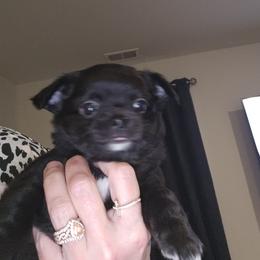Boy 2 - Black and white male Chihuahua puppy in Lugoff, South Carolina from Cutie Pie Chihuahua's