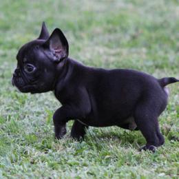 Boy 1 - Black male French Bulldog puppy in Tyler, Texas from Texas Top Notch Frechies