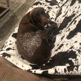 Harper - Liver roan female German Shorthaired Pointer puppy in Huntington, Texas from B&B GSP’S
