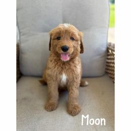 Moon - Red  male Goldendoodle puppy in Smithfield, Kentucky from KBK9 Kennels