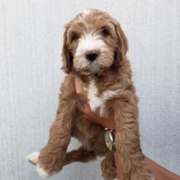 Goldendoodle Puppies from Hartman Goldendoodles
