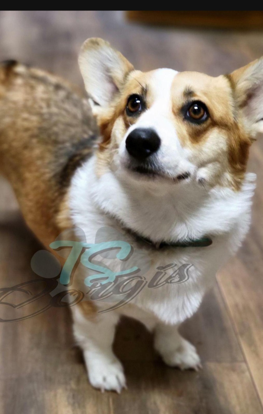 Spot - Pembroke Welsh Corgi