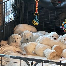 Bernedoodle and Goldendoodle Puppies from White Oak