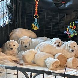 Bernedoodle and Goldendoodle Puppies from White Oak