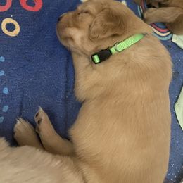 Golden Retriever Puppies from Golden Star Ranch