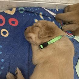 Golden Retriever Puppies from Golden Star Ranch
