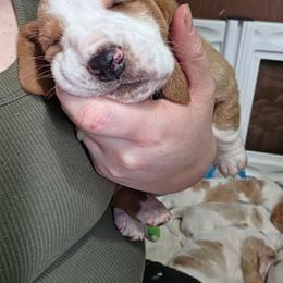 Carl - Red and white male Basset Hound puppy in Bellaire, Ohio from Blessed Bassets