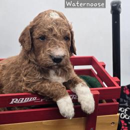 Waternoose - Red  male Goldendoodle puppy in Neillsville, Wisconsin from Granton Creek