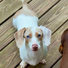 Sammy - Dachshund