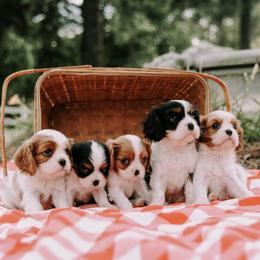 Cavalier King Charles Spaniel Puppies from Cavalier & Co.