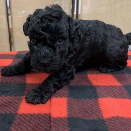 Kerry Blue Terrier Puppies from Watch Em’ Spar Kerry Blue Terriers