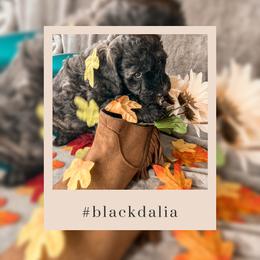 Goldendoodle Puppies from The Dood Effect