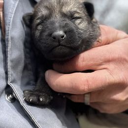 German Shepherd Puppies from Von Zorhaus