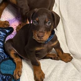 Blue Collar - Red and rust male Doberman Pinscher puppy in Lake City, Florida from Paintedcrazy Doberman Pinchers