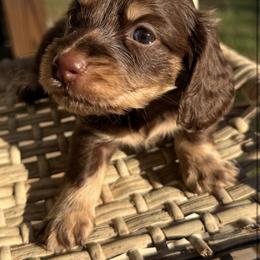 Blakely - Chocolate and tan female Dachshund puppy in Bentonville, Arkansas from Boujee Buns Dachshunds