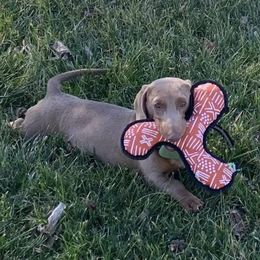 Vinny - Dachshund