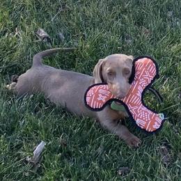 Vinny - Dachshund