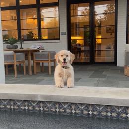 Golden Retriever Puppies from Dogwood Springs Golden Retrievers