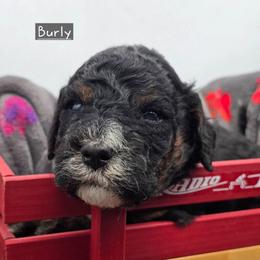 Burly - Tri-color male Bernedoodle puppy in Neillsville, Wisconsin from Granton Creek