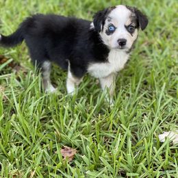 Miniature Australian Shepherd Puppies from Fuller’s Fluffy Friends