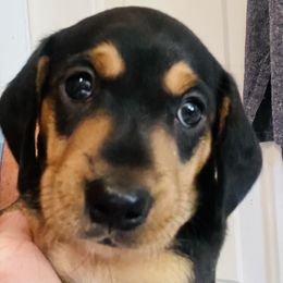 Dachshund Puppies from George Pidgeon