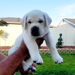 Labrador Retriever Puppies from Gwyneira labs of Idaho