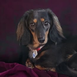 Ruby - Dachshund