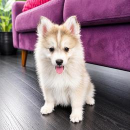 Stetson - Silver and white male Pomsky puppy in La Verne, California from Red Cedar Pomskies