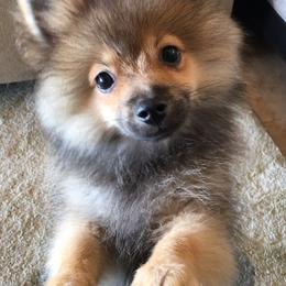 Pomeranian Puppies from Jonna's Poms