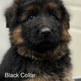 Black boy (not solid black) - Black and red male German Shepherd puppy in Annetta, Texas from OakSong German Shepherd Dogs