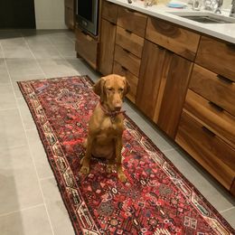 Vizsla Puppies from Virag Vizsla