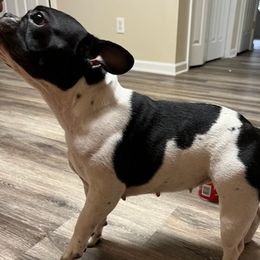 French Bulldogs from Felicia's French Bulldogs