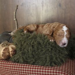 Scooby - Red  male Goldendoodle puppy in Warsaw, Ohio from Lovabledoodles