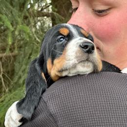 Female 2 - Black white and tan female Basset Hound puppy in Lindley, New York from Hill Top Basset Hounds & Cane Corso