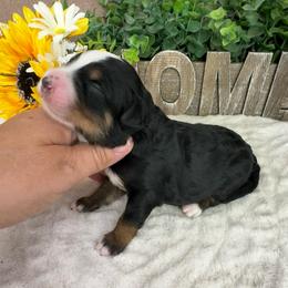 Blackberry - Tri-color male Bernedoodle puppy in Seymour, Missouri from D and D’s Dandy Doodles