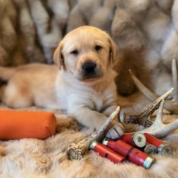 Major - Yellow male Labrador Retriever puppy in Sweet Home, Oregon from Knotty Creek Labradors