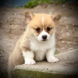 Pembroke Welsh Corgi Puppies from Pembroke Welsh Corgis at Belle Haven