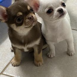 Chihuahua Puppies from Stardom Chihuahuas
