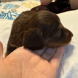 LH male chocolate and tan - Chocolate and tan male Dachshund puppy in Canton, Texas from Bonnie and Clyde Dachshunds