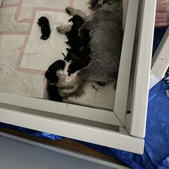 Boy 3 - Pepper and salt Standard Schnauzer puppy in Poughkeepsie, New York from Neva's Standard Schnauzers