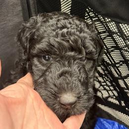 Green Collar - Black male Assorted Doodle Crosses puppy in Richmond, Texas from Blessed B Farm & Doodles