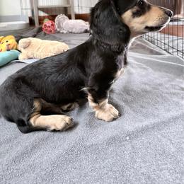 Drago - Black and cream male Dachshund puppy in Caulfield, Missouri from Hocomo Hollow Doxies