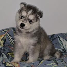 Twin - Agouti and white male Siberian Husky puppy in Kansas City, Missouri from Anuun's Huskies