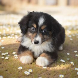 Pheonyx - Black tri male Miniature American Shepherd puppy in Lubbock, Texas from Texas Bluebonnet Herders