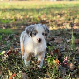 Boy 4 - Blue merle male Miniature Australian Shepherd puppy in Greenville, South Carolina from QC Homestead Miniature Australian Shepherds