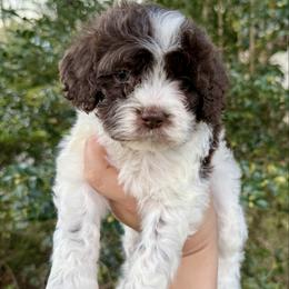 Sunny - Brown and white female Cockapoo puppy in Tallahassee, Florida from Panhandle Pups