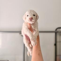Dove - Parti female Goldendoodle puppy in Vancouver, Washington from Blissful Doodles