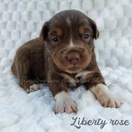 Liberty rose - Red tri female Miniature Australian Shepherd puppy in Muskogee, Oklahoma from Tagalong Lane Australian shepherds