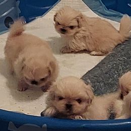 Pekingese Puppies from Sunny's Legacy Pekingese